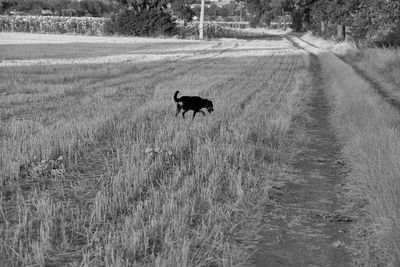 Dog walking on field