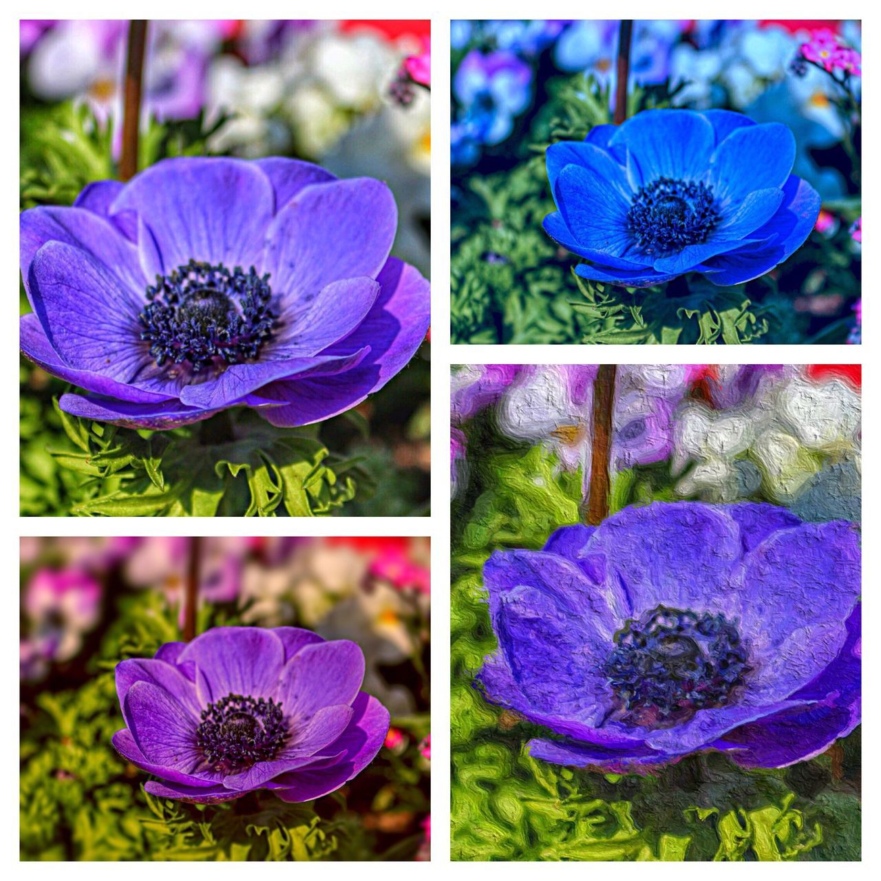 Blooming