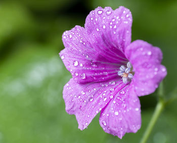 Close-up of wet purple flower