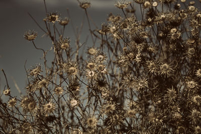 Close-up of flowers growing on tree
