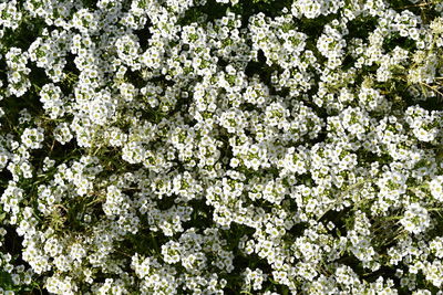 High angle view of white flowering plants