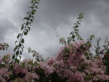 Low angle view of pink flowers against cloudy sky