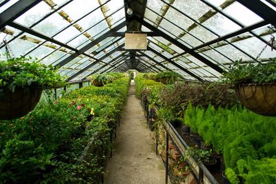 Potted plants in greenhouse