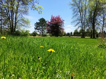 Scenic view of grassy field against sky