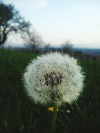 Close-up of dandelion flower