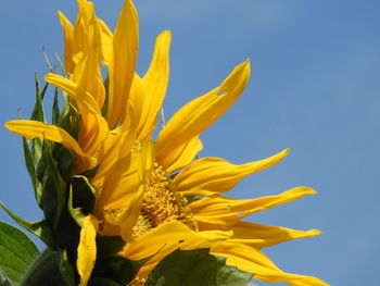 Close-up of yellow flowering plant against clear sky