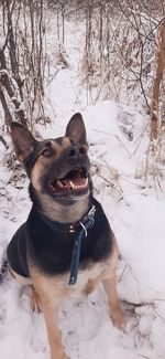 Close-up of a dog on snow covered field