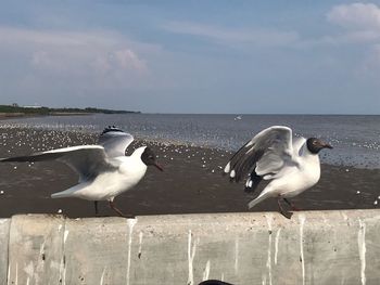 Seagulls flying over sea against sky