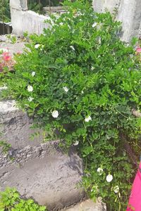 High angle view of potted plants in yard