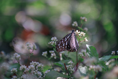 Butterfly on flower