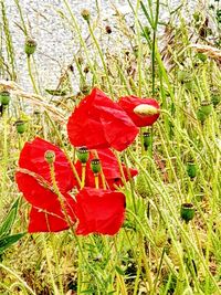 Close-up of red poppy flower on field