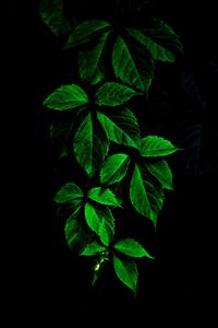 Close-up of fresh green plant against black background