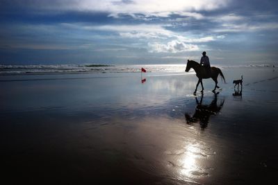 Silhouette person riding on horse at beach