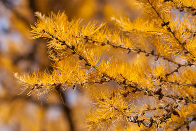 Close-up of yellow flowering plant during autumn
