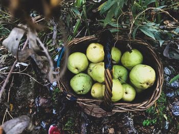 High angle view of apples in basket on field