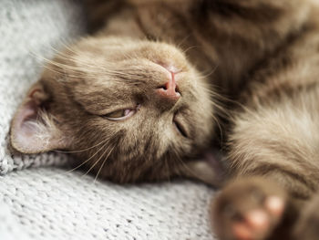 Close-up of cat sleeping