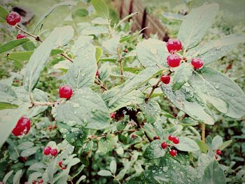 Close-up of red flowers