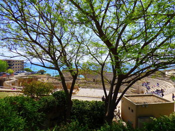 Trees against sky