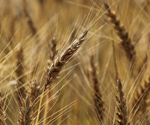 Close-up of wheat growing on field