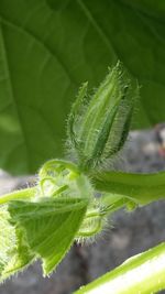 Close-up of fresh green plant