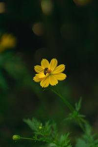 Close-up of yellow flowering plant
