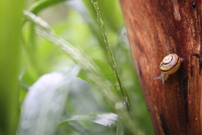 Close-up of snail crawling on bark