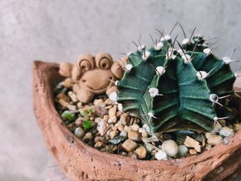 Close-up of cactus plant