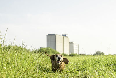 View of a dog on field