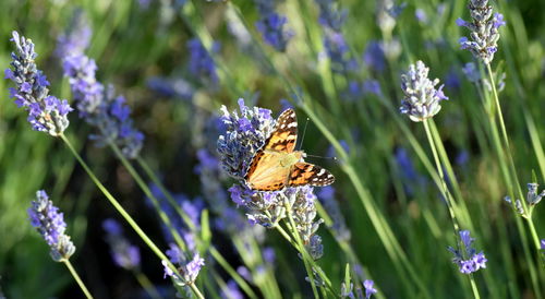 Close-up of butterfly pollinating flower