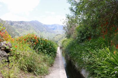 Footpath amidst trees and plants against sky