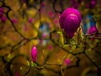 Close-up of fruit on tree