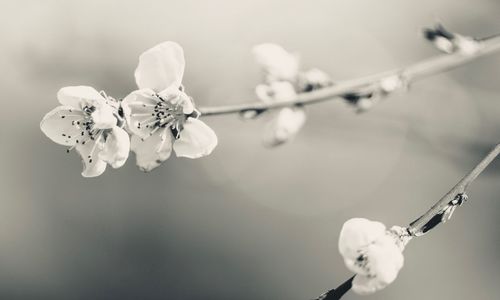 Close-up of hand holding cherry blossoms in spring