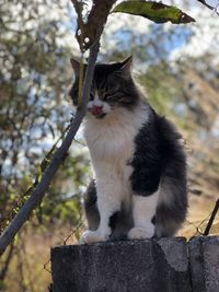 Cat sitting on a tree