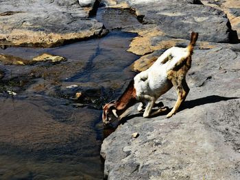 High angle view of dog in water