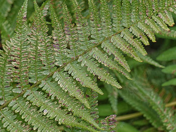 Close-up of fern leaves