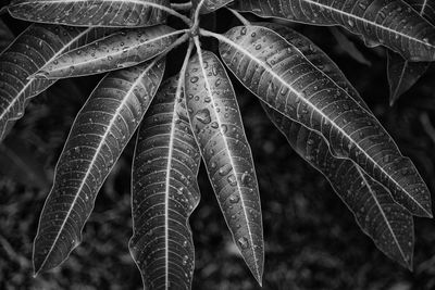 Moody monochrome shiny leaves with rain drops