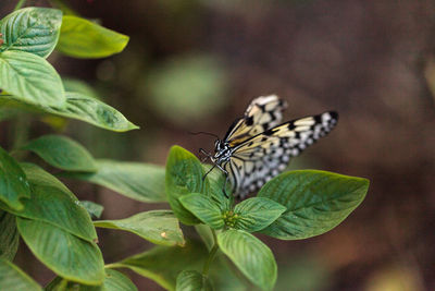 Tree nymph butterfly idea malabarica in a tropical garden.