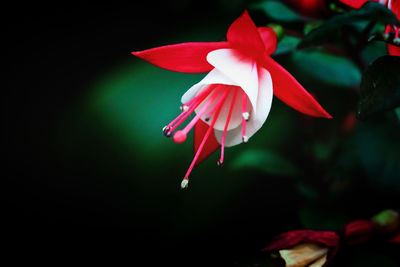 Close-up of red flowering plant