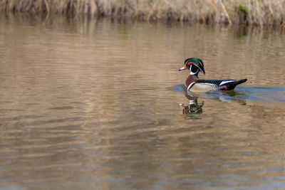 View of birds in lake