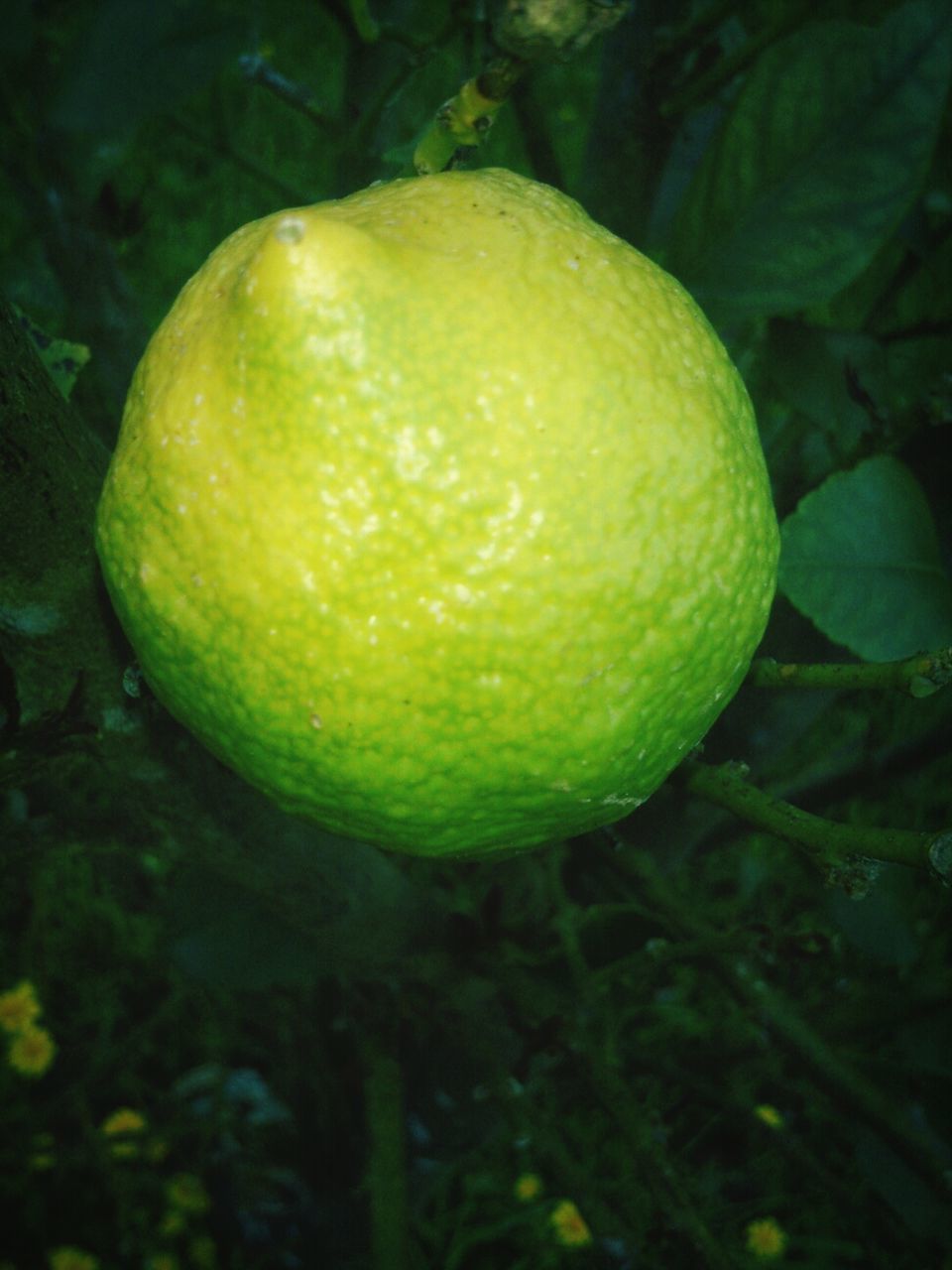 fruit, green color, food and drink, growth, healthy eating, freshness, close-up, food, tree, nature, focus on foreground, apple, leaf, apple - fruit, green, growing, no people, ripe, outdoors, branch