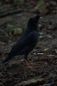 Close-up of bird perching on a land