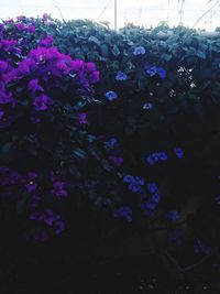 Close-up of purple flowers blooming outdoors