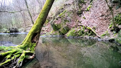 Close-up of plants by lake