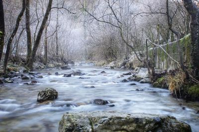 Surface level of stream amidst trees in forest