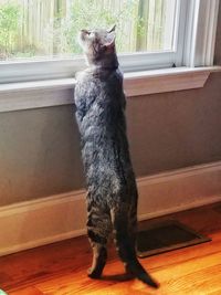 Close-up of cat sitting on window at home