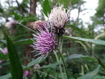 Close-up of thistle blooming outdoors