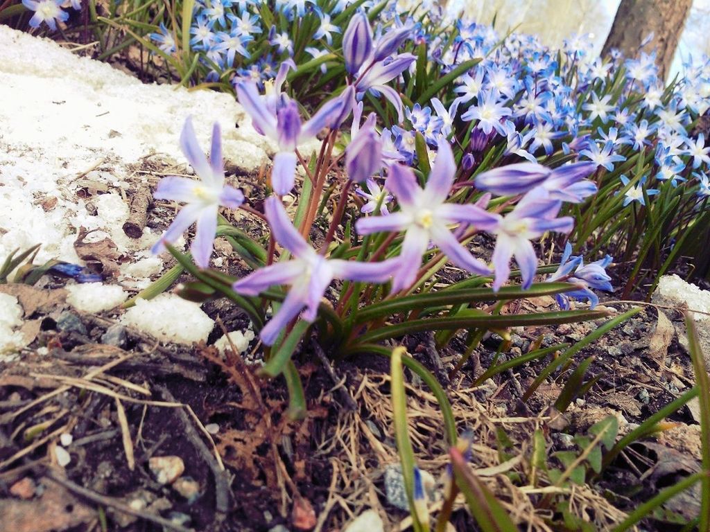 flower, purple, growth, plant, fragility, freshness, nature, petal, high angle view, beauty in nature, close-up, leaf, blooming, flower head, field, day, outdoors, no people, blue, park - man made space