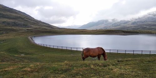 Horse grazing on grassy field by lake against cloudy sky
