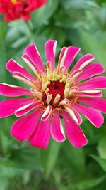 Close-up of pink flower