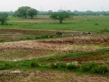 Scenic view of agricultural field against sky